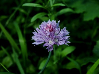 Onion 