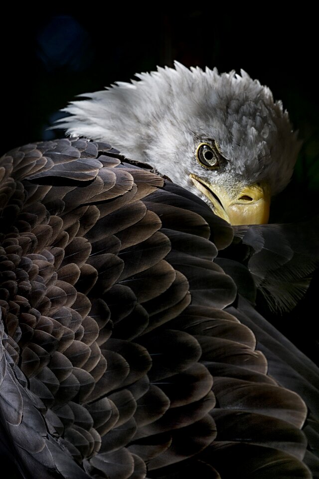 Nature animals wild