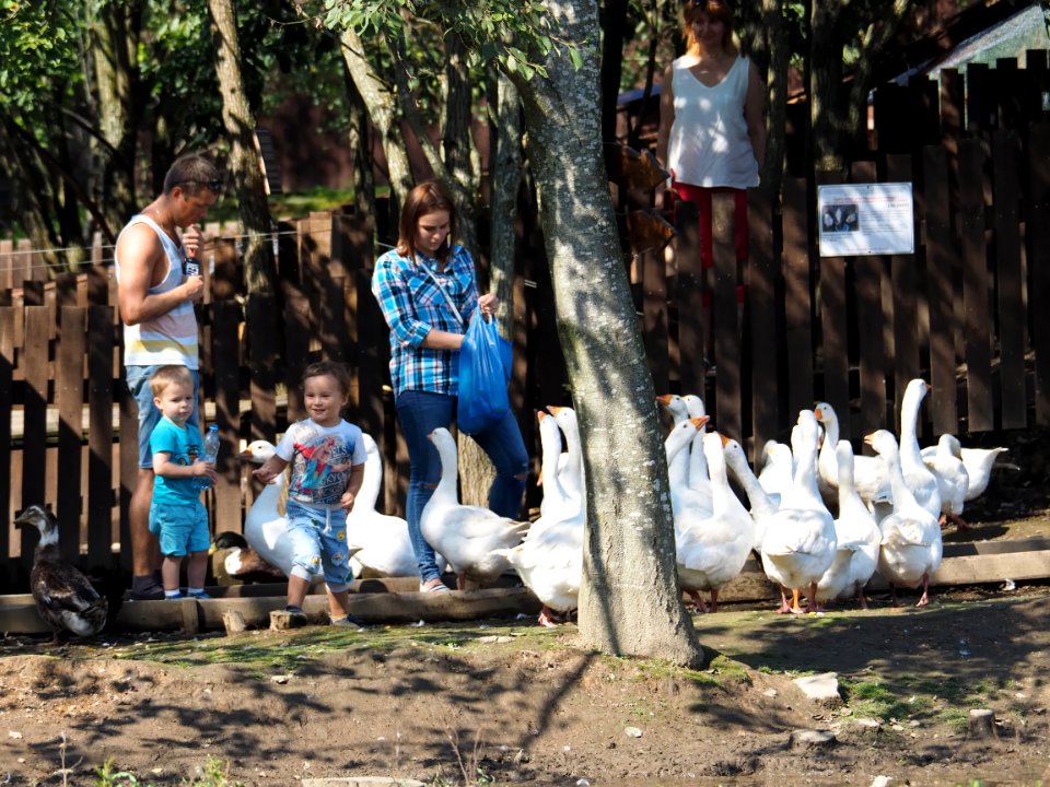 Feeding the geese 
