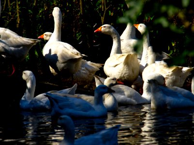 Geese farm 