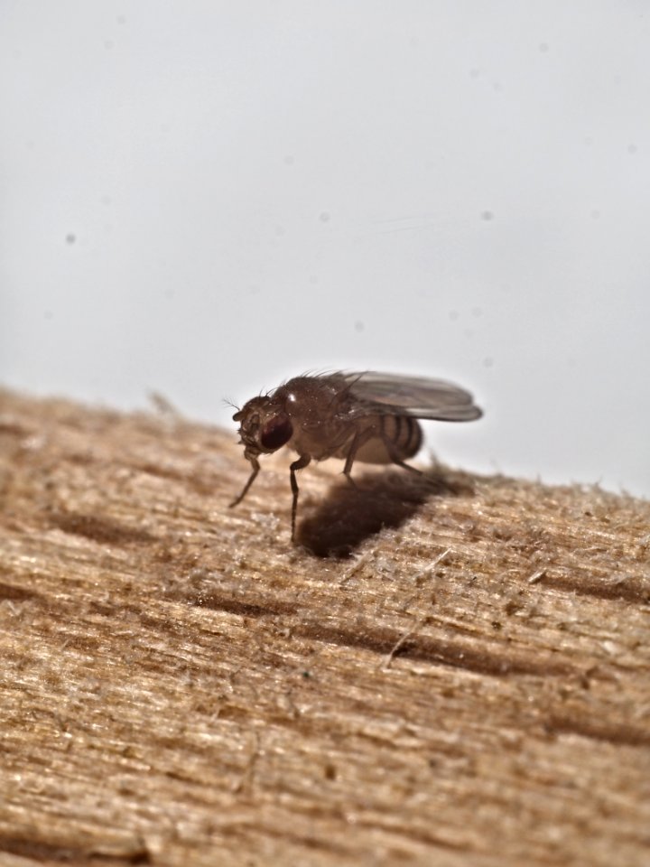 60mm + 2 macro rings test 