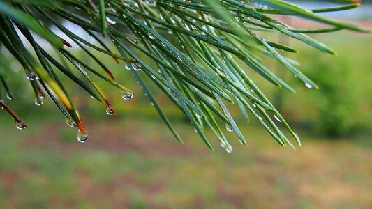 Pine needles drops of water