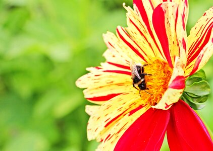 Composites hummel flower garden photo