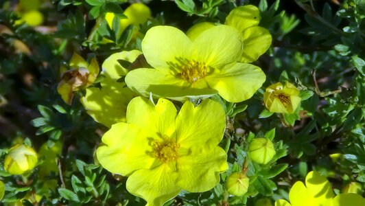 Flower shrub blossom photo