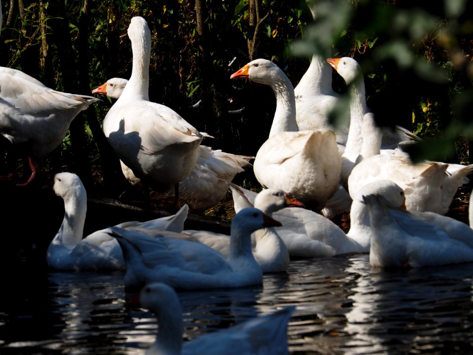Geese farm 