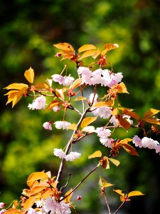 Sakura 
