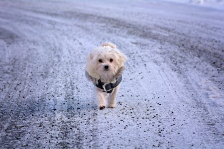 Maltese small sweet