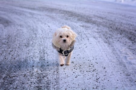 Maltese small sweet photo