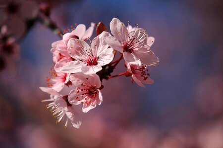 Pink spring close up photo