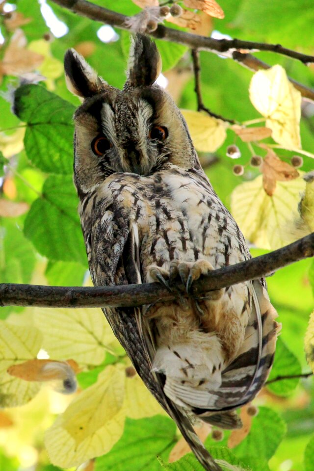 Wild bird feather raptor