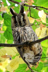 Wild bird feather raptor