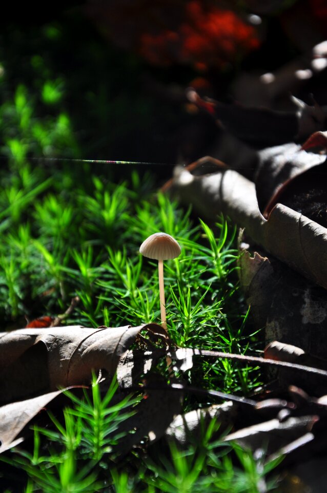 Forest path mushroom