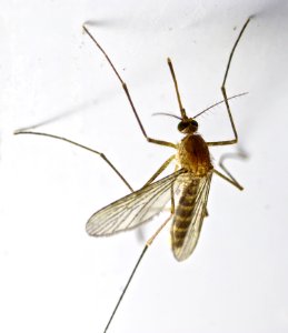 Mosquito 