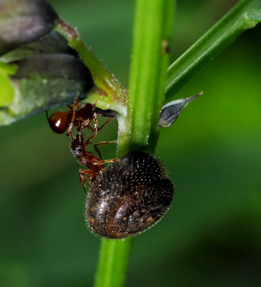 Micro life 