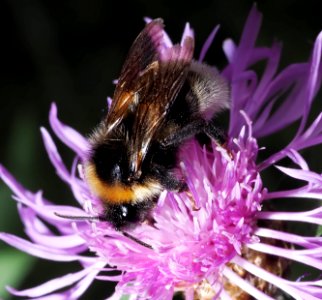 Bumblebee as it is photo