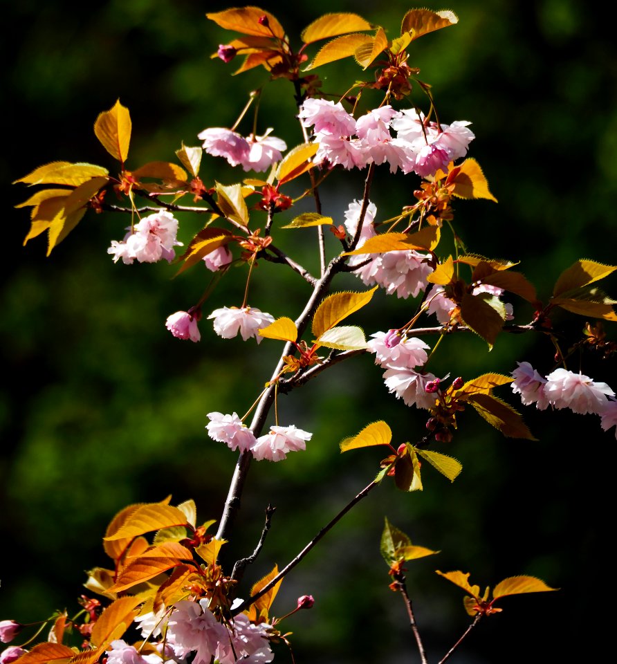 Sakura? 