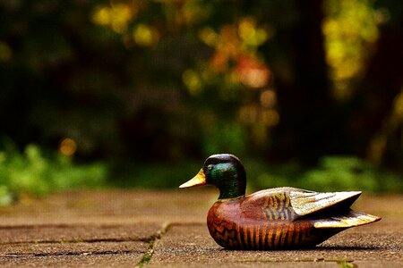 Cute sweet wood