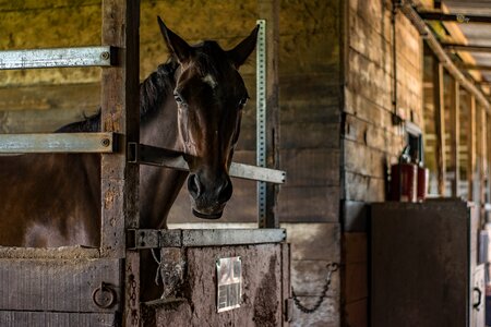 Horseback riding manege equine