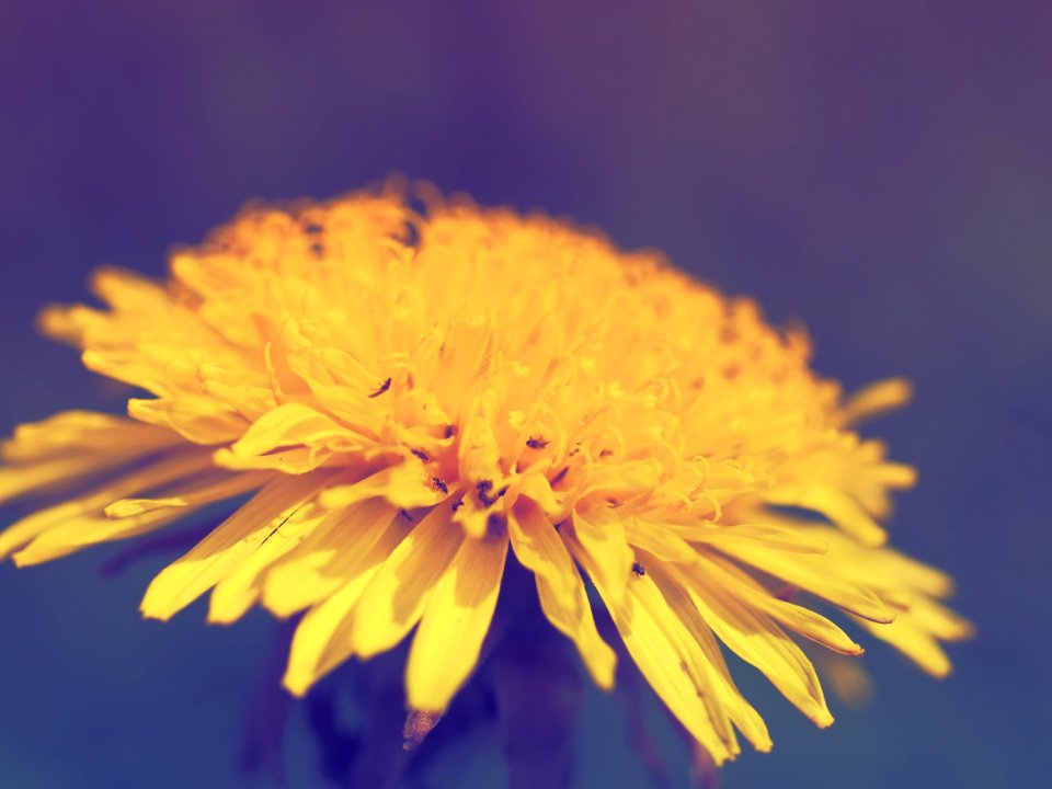 Vintaged dandelion 