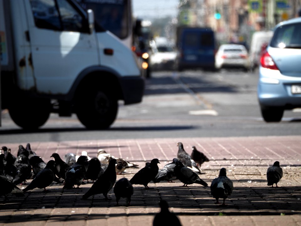 The birds and the city 