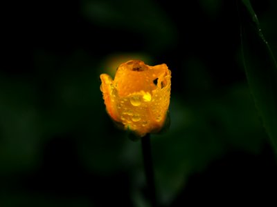 After the rain 2 