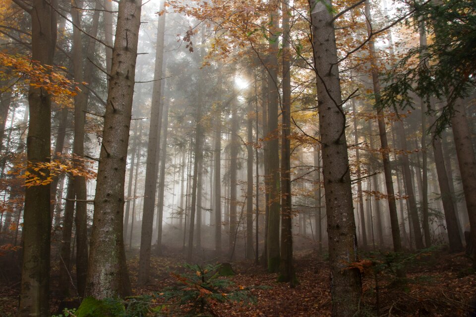 Nature landscape forest