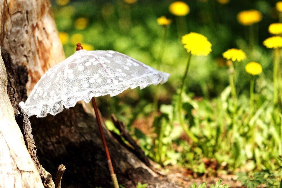 Umbrella grass dandelion