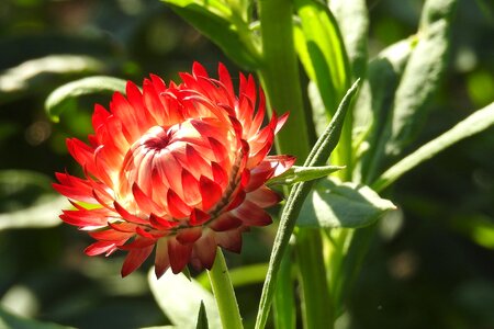 Nature garden petals