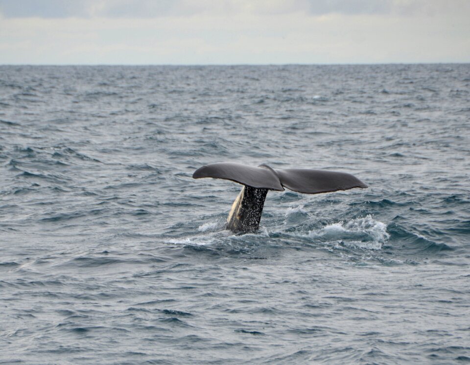 Norway nature whale