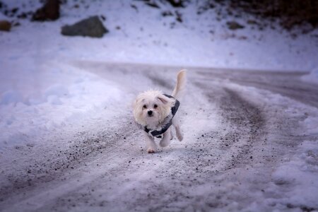 White young small photo