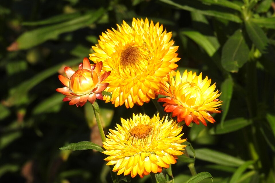 Nature garden petals