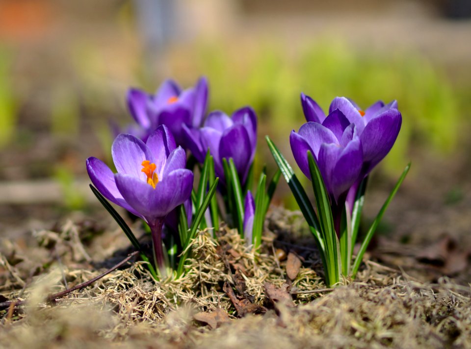Crocus pokus 
