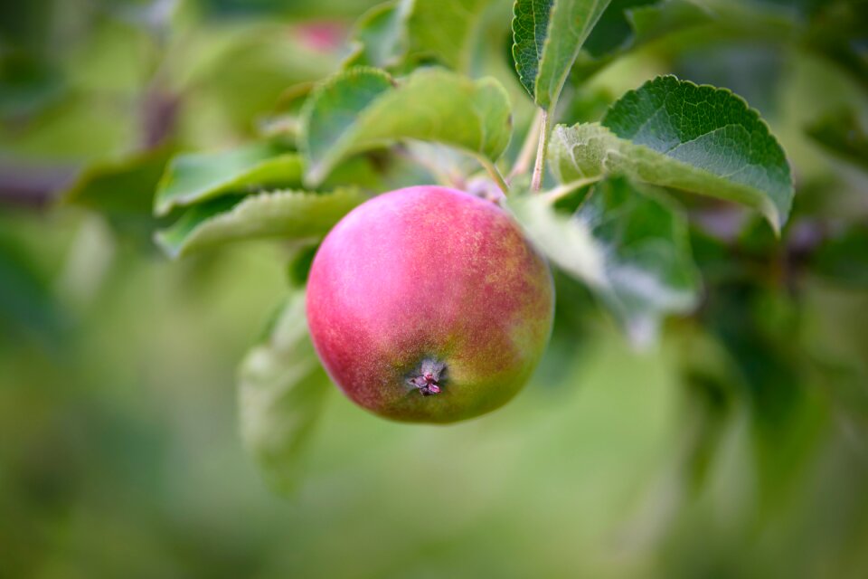 Fruit tree nature