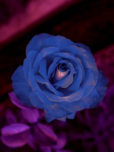 Blue rose photo