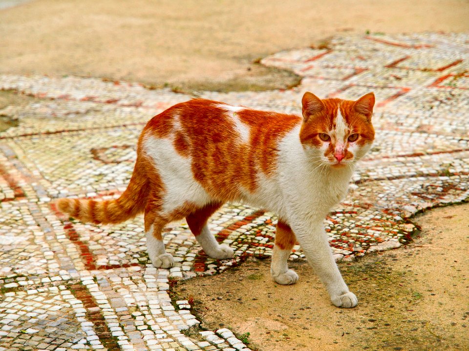 Ancient cat 