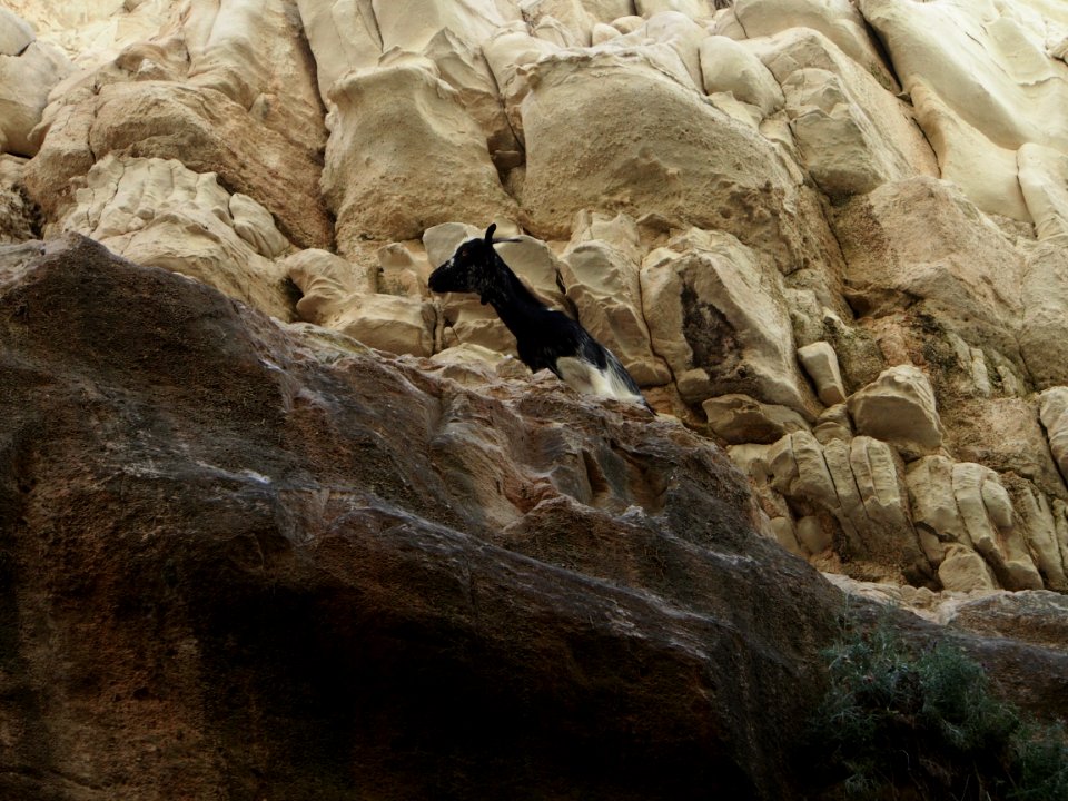 Wild goats at Akamas 