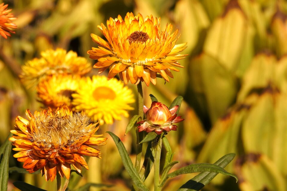 Nature garden petals