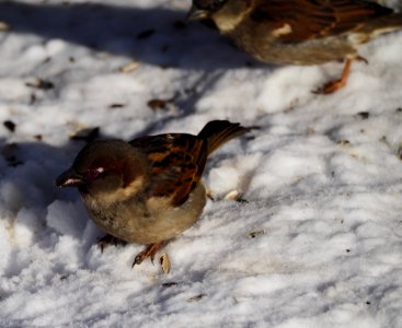 Sparrows photo