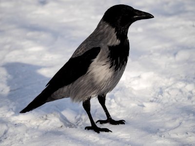 Crow photo