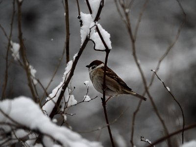 Sparrow #2 photo