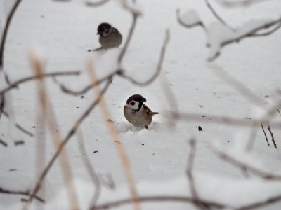 Winter birds photo