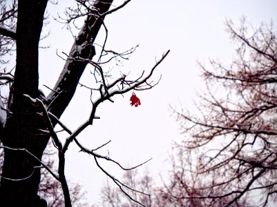 The last leaf 