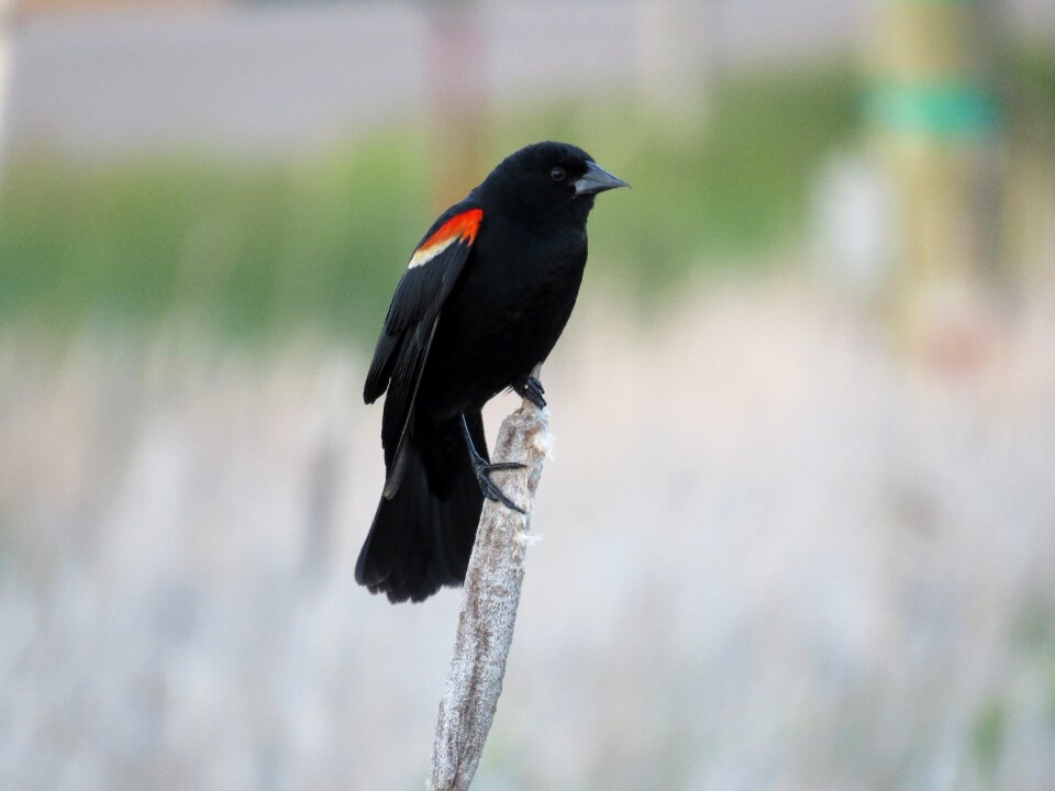 Red-winged nature marsh