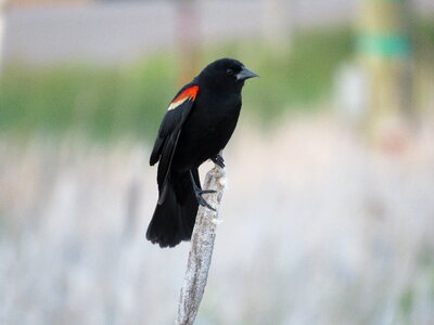 Red-winged nature marsh