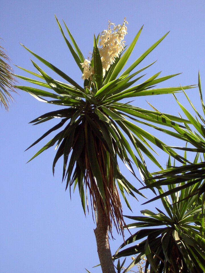 Tropical vegetation flowers leaves