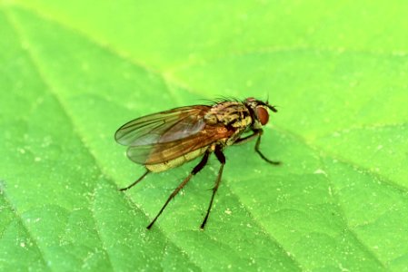Little fly 