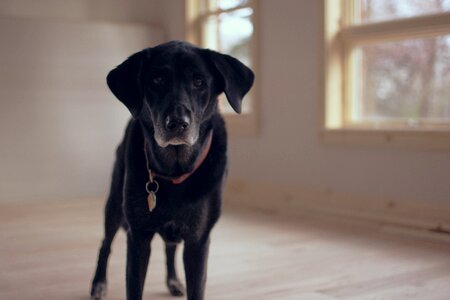 Retriever labrador dog