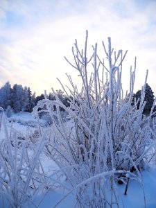 Frosty bush photo