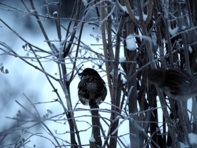 Winter birds photo