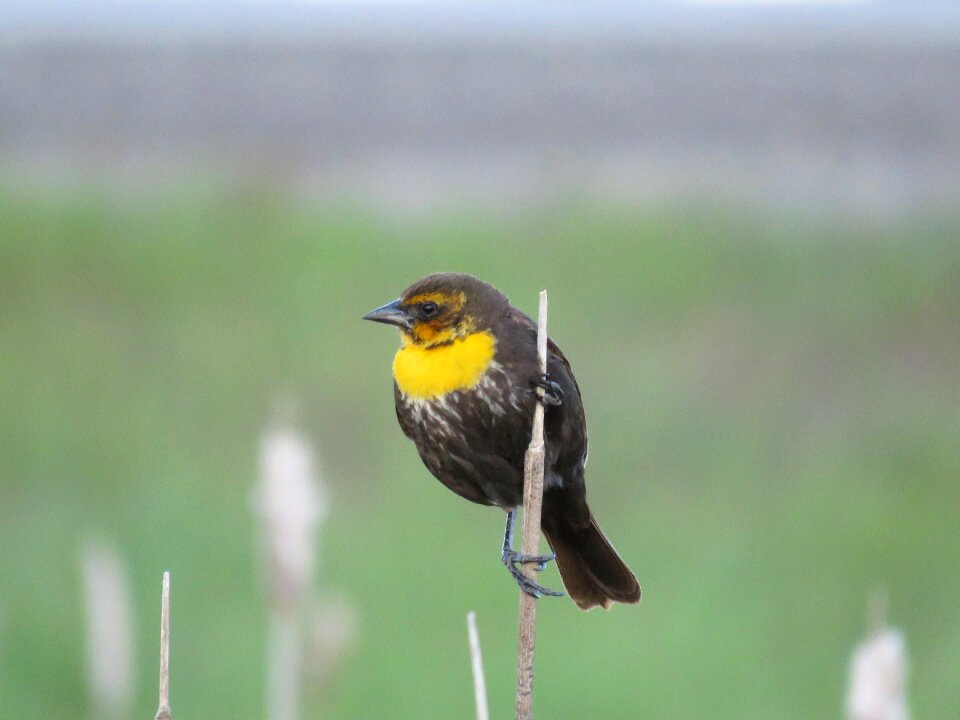 Yellow-headed bird nature